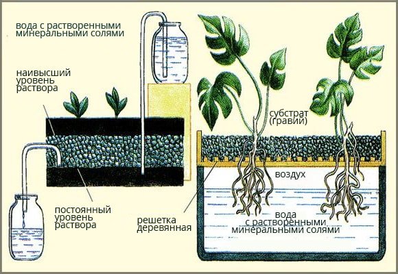 tipy-osobennosti-i-raznovidnosti-gidroponnyh-sistem