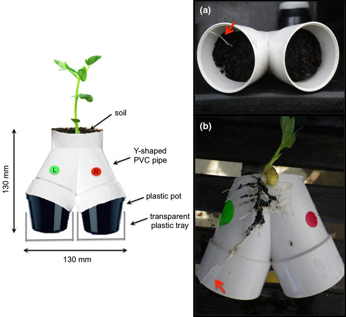 pea_plant_roots_used_to_locate_water_2_703.jpg.bcaa798b9544208b651b7b3f63db1103.jpg