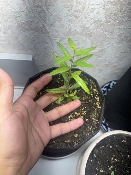 IMG_6179.thumb.jpeg.f1affbbbe7682a84dafa14823101af14.jpeg