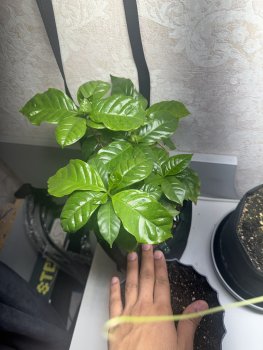 IMG_6183.thumb.jpeg.a8a6638486f0bf01e1b6cf2a576f0ddc.jpeg