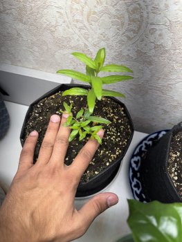 IMG_6217.thumb.jpeg.a362e65b0058fce4f8d18ebc28d9d7d7.jpeg